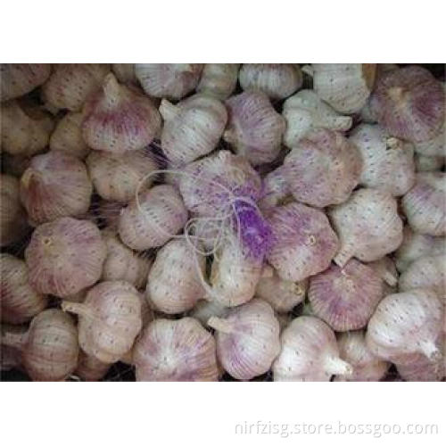 Pure Normal White Garlic With Thick Bright Skin 5.0cm - 5.5